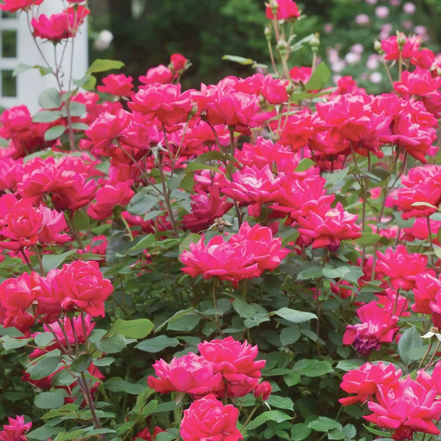 knock_out___gallon_0.webp Knock Out - 2 Gallon>Roger's Gardens Discount