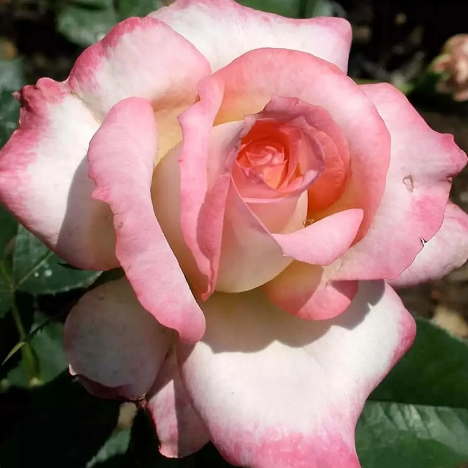 kordes_perfecta___gallon_0.webp Kordes Perfecta - 5 Gallon>Roger's Gardens Sale