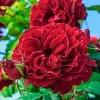 Lady In Red - 5 Gallon>Roger's Gardens Best