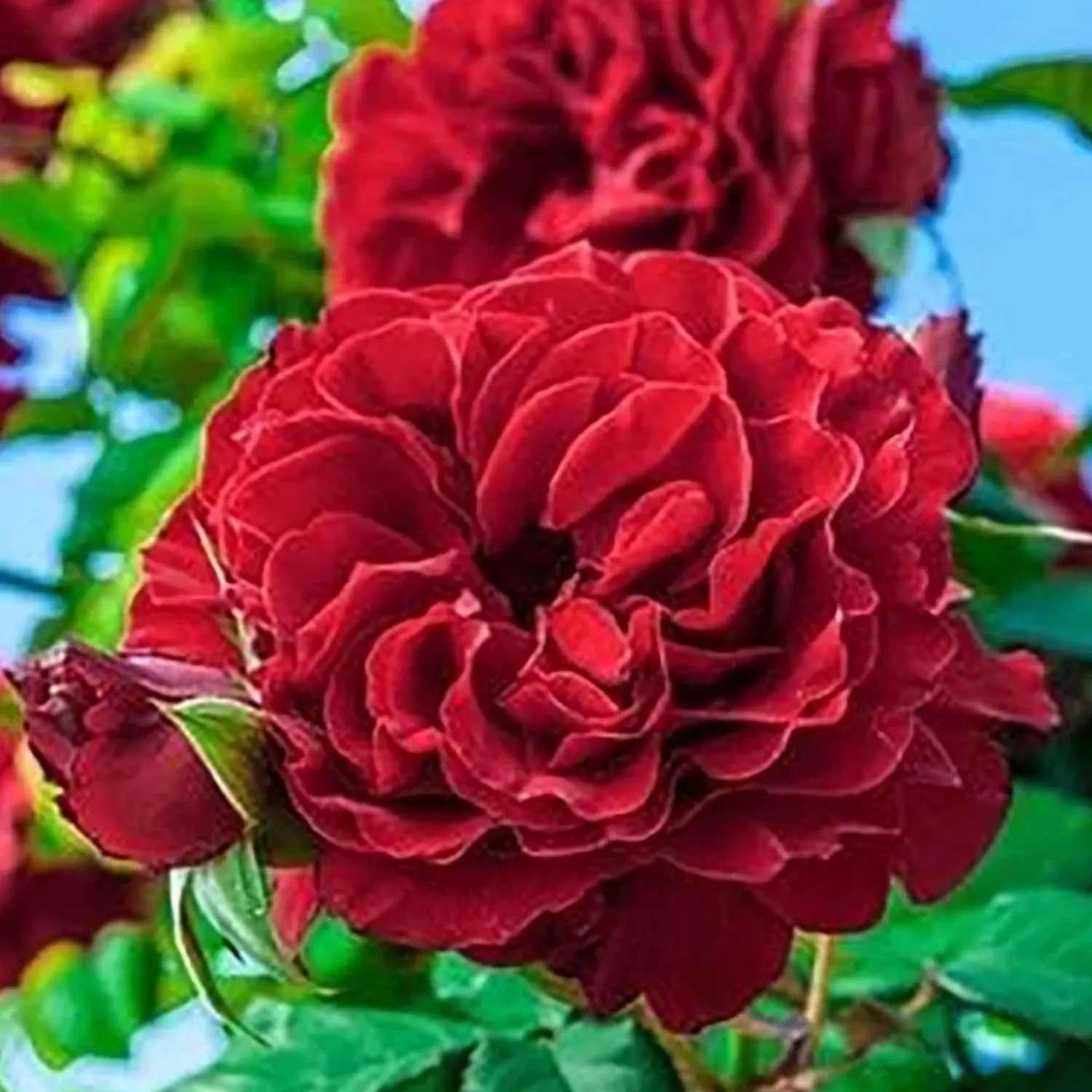 lady_in_red___gallon_0.webp Lady In Red - 5 Gallon>Roger's Gardens Best