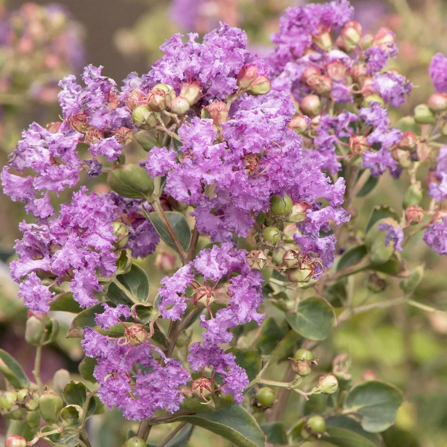 lagerstroemia_indica_catawba__catawba_crape_myrtle___gallon_0.webp Lagerstroemia Indica 'Catawba' - Catawba Crape Myrtle - 5 Gallon>Roger's Gardens Hot