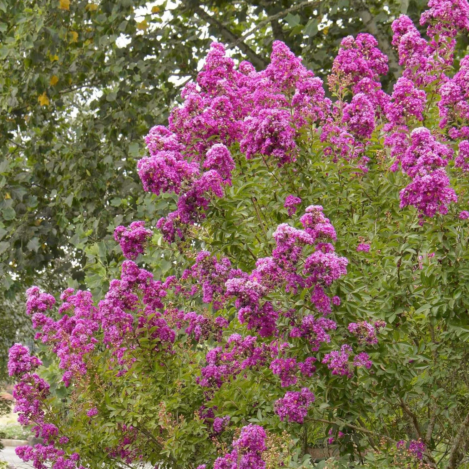 lagerstroemia_petite_orchid__petite_orchid_crape_myrtle___gallon_0.webp Lagerstroemia 'Petite Orchid'™ - Petite Orchid Crape Myrtle - 5 Gallon>Roger's Gardens Sale