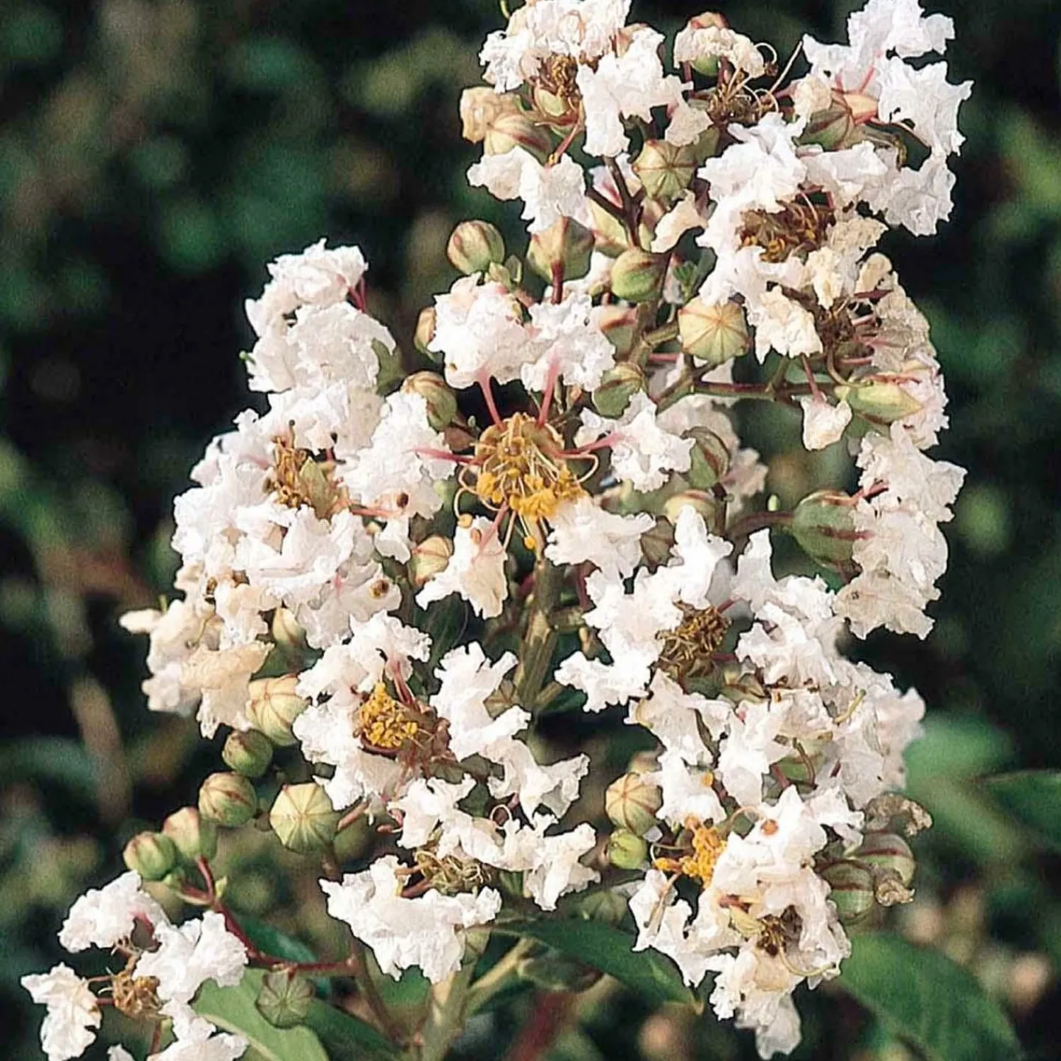 lagerstroemia_petite_snow__petite_snow_crape_myrtle___gallon_0.webp Lagerstroemia 'Petite Snow'™ - Petite Snow Crape Myrtle - 5 Gallon>Roger's Gardens Sale