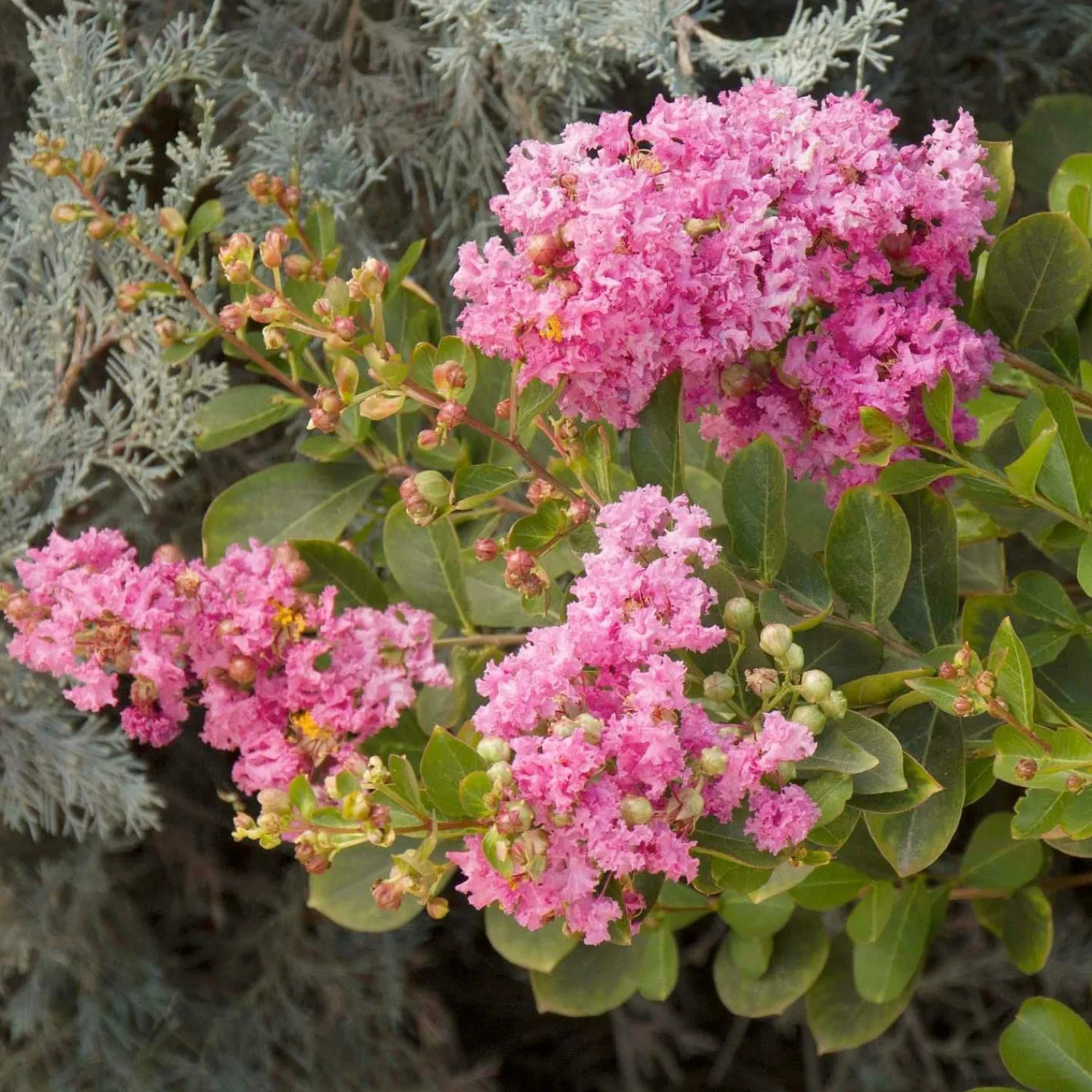 lagerstroemia_pinkie__petite_pinkie_crape_myrtle___gallon_0.webp Lagerstroemia 'Pinkie'™ - Petite Pinkie Crape Myrtle - 5 Gallon>Roger's Gardens Shop