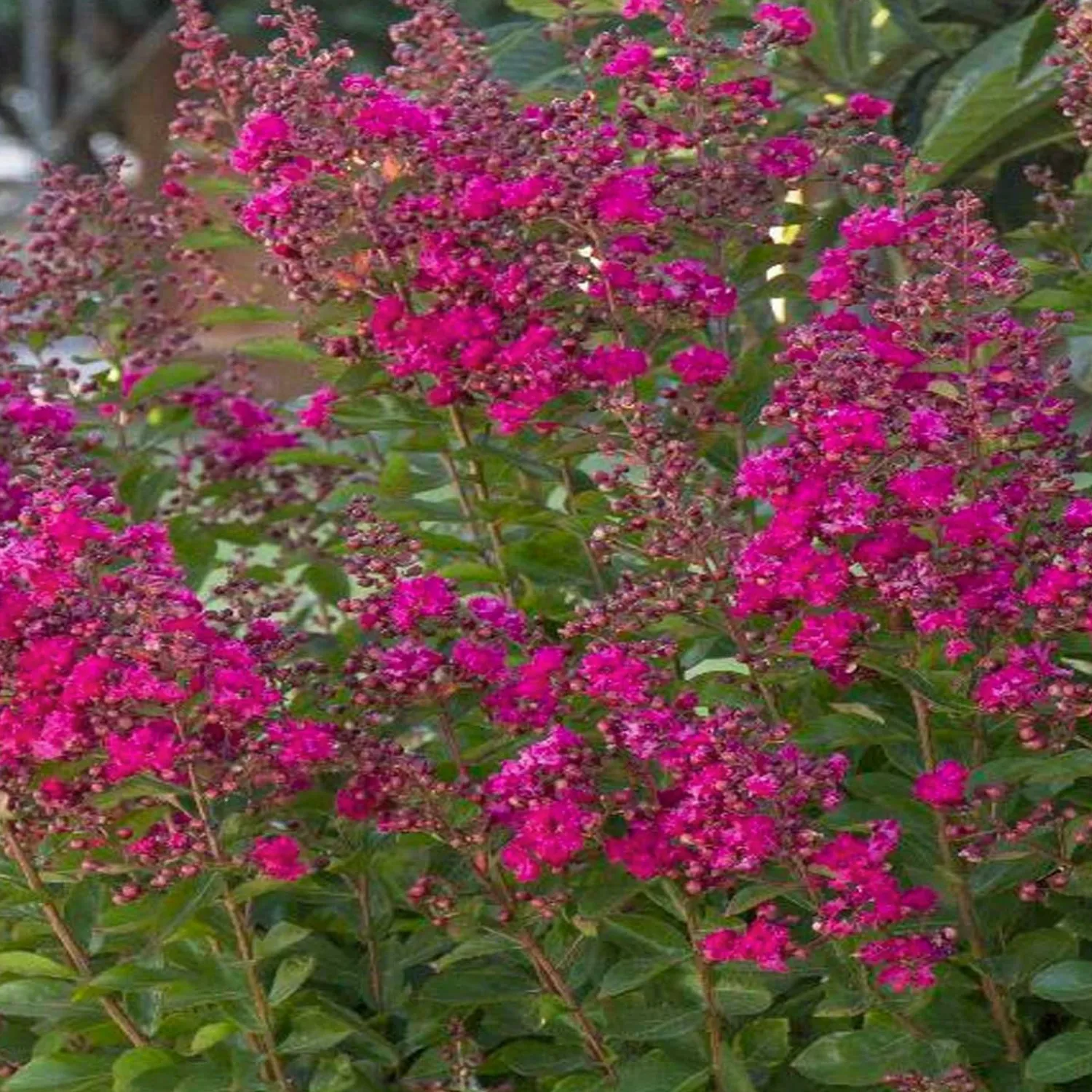 lagerstroemia_tonto__tonto_crape_myrtle___gallon_0.webp Lagerstroemia 'Tonto' - Tonto Crape Myrtle - 5 Gallon>Roger's Gardens Cheap
