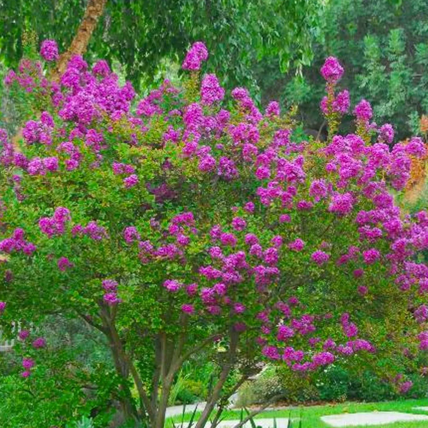 lagerstroemia_zuni__zuni_crape_myrtle___gallon_0.webp Lagerstroemia 'Zuni' - Zuni Crape Myrtle - 5 Gallon>Roger's Gardens Fashion