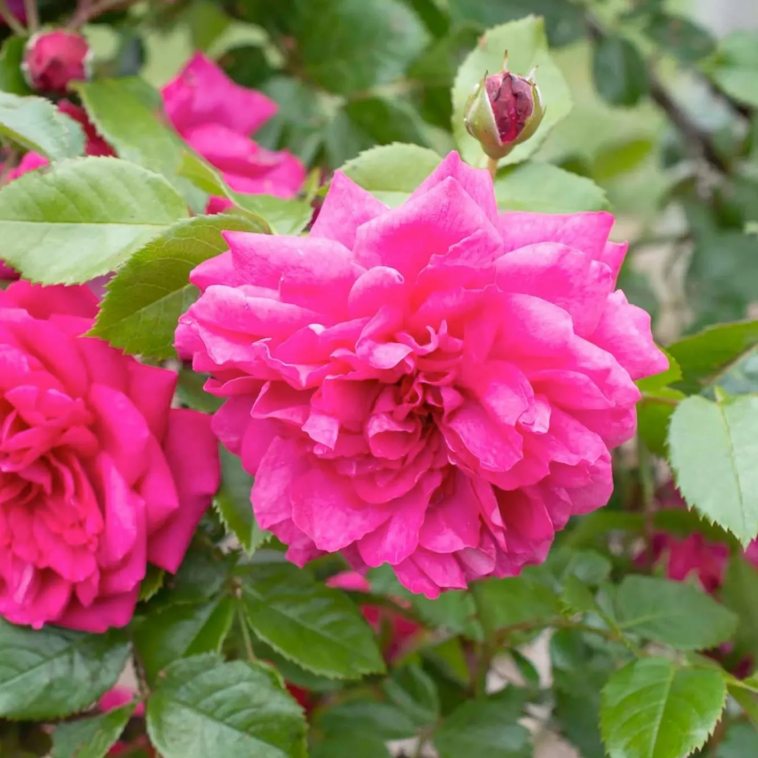 laguna_arborose___gallon_0.webp Laguna Arborose - 5 Gallon>Roger's Gardens Fashion