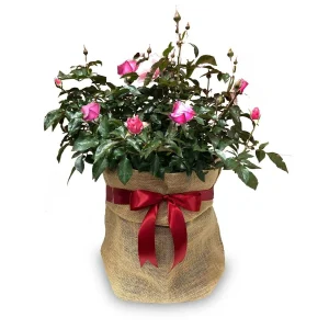 Laguna Arborose - 5 Gallon>Roger's Gardens Fashion