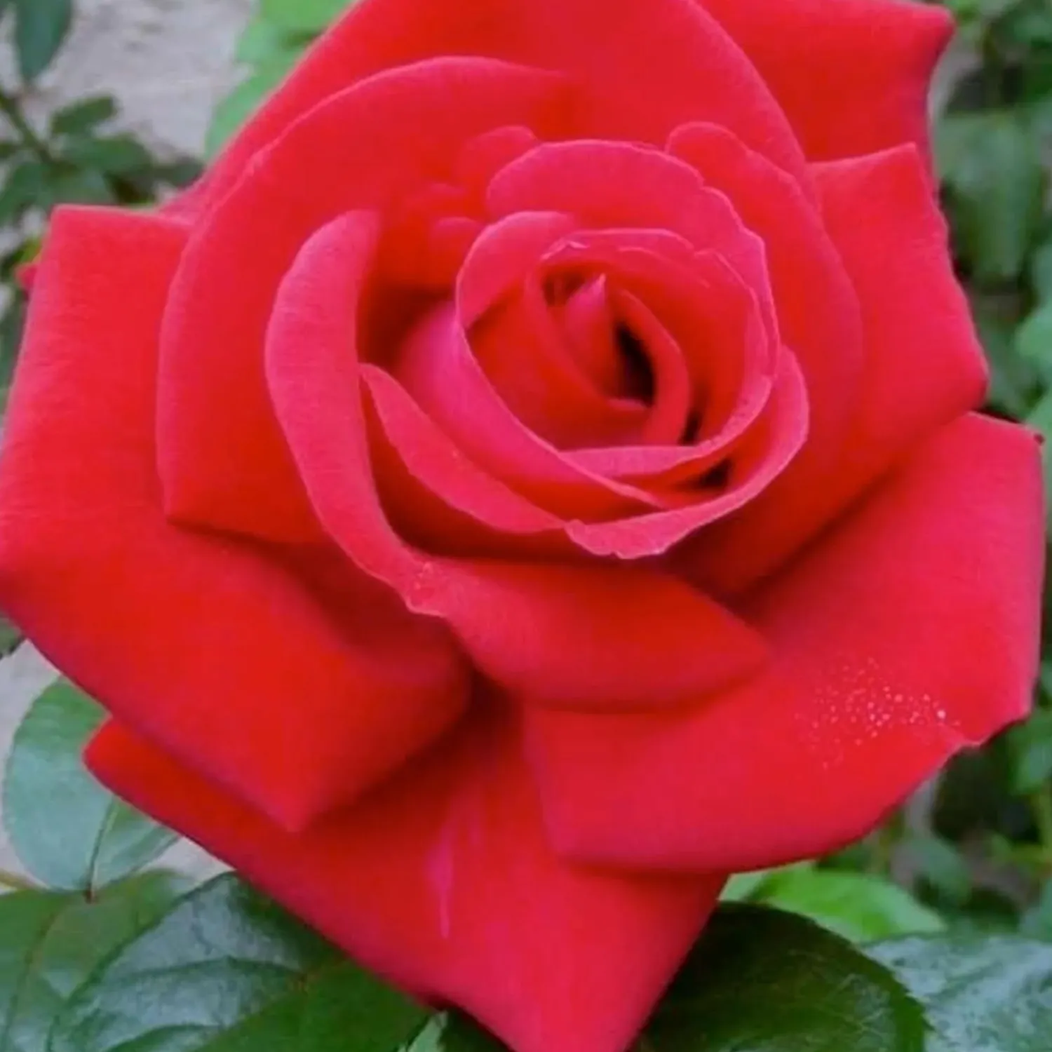 lasting_love___tree___gallon_0.webp Lasting Love - 36" Tree - 5 Gallon>Roger's Gardens Online