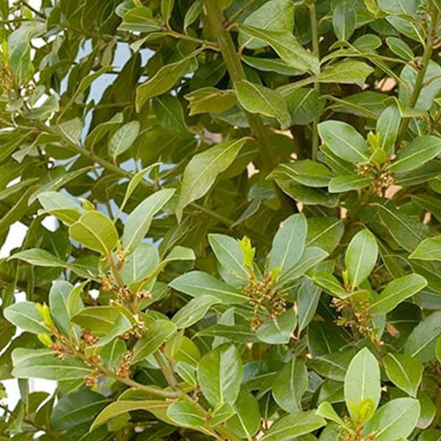 laurus_nobilis__sweet_bay___gallon_0.webp Laurus Nobilis - Sweet Bay - 1 Gallon>Roger's Gardens Shop