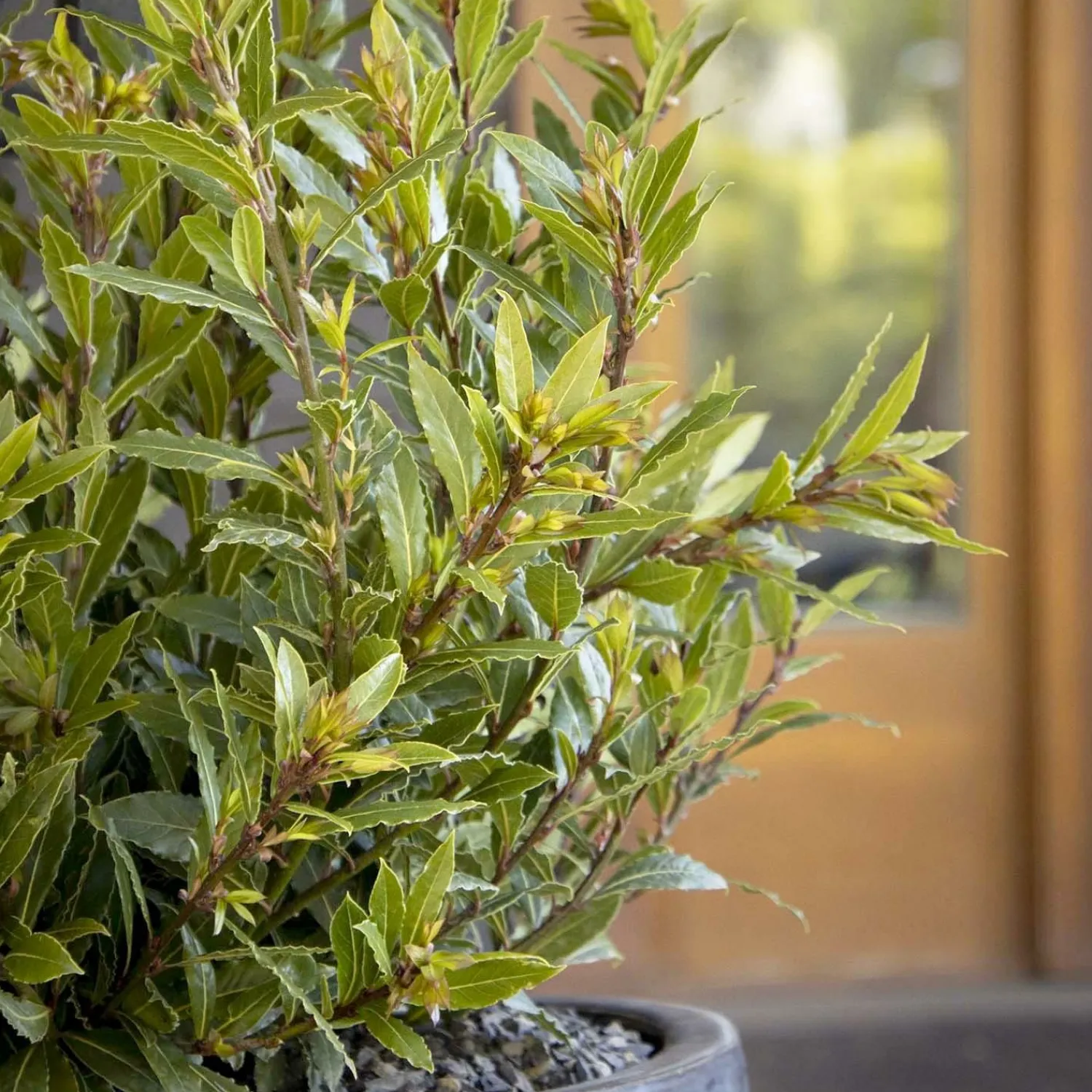 laurus_nobilis_little_ragu_pp__little_ragu_dwarf_bay___gallon_0.webp Laurus Nobilis 'Little Ragu'® Pp - Little Ragu Dwarf Bay - 2 Gallon>Roger's Gardens Best Sale