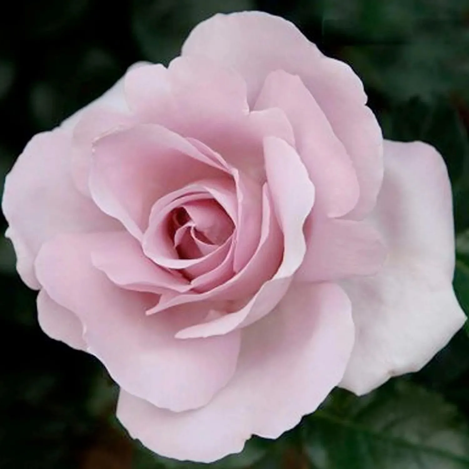 le_petite_prince___gallon_0.webp Le Petite Prince - 5 Gallon>Roger's Gardens Outlet