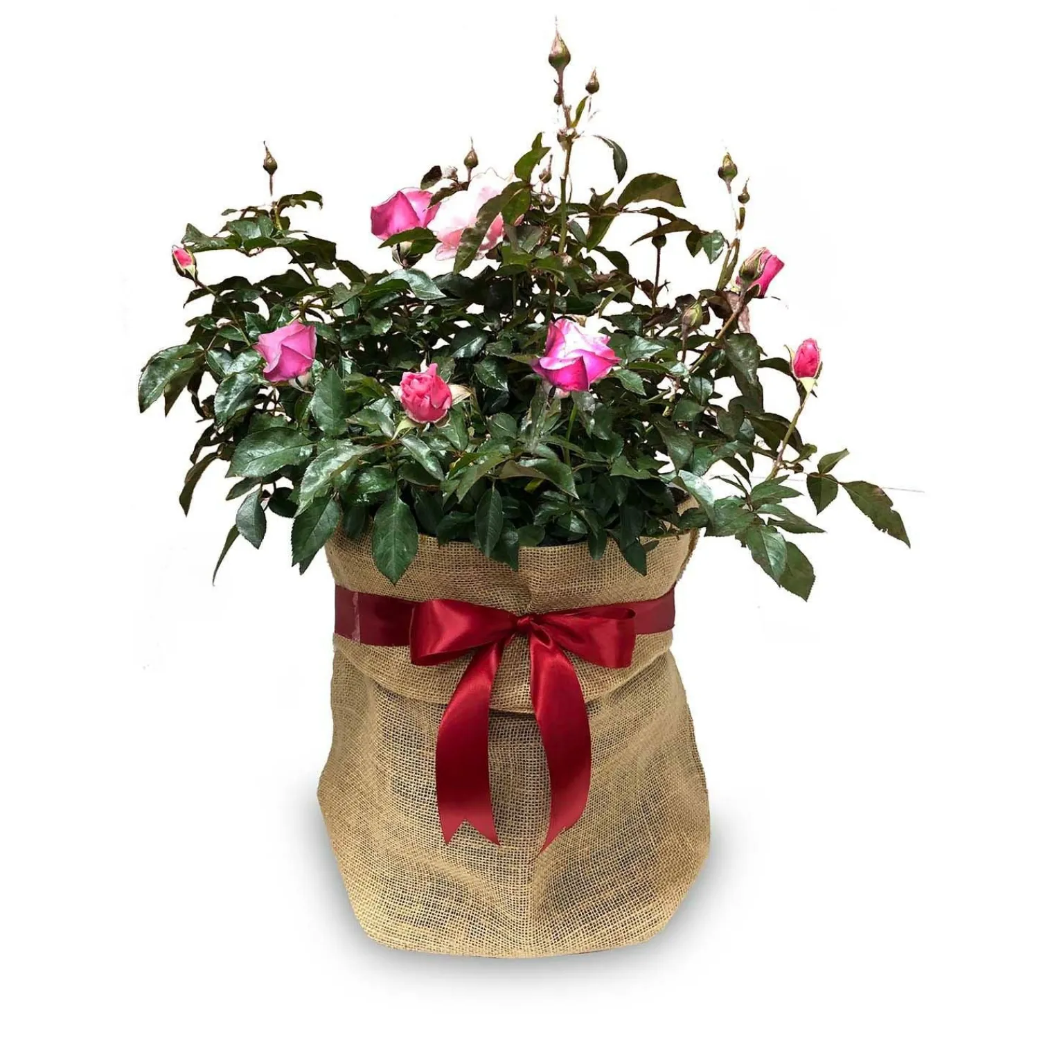 le_petite_prince___gallon_2.webp Le Petite Prince - 5 Gallon>Roger's Gardens Outlet