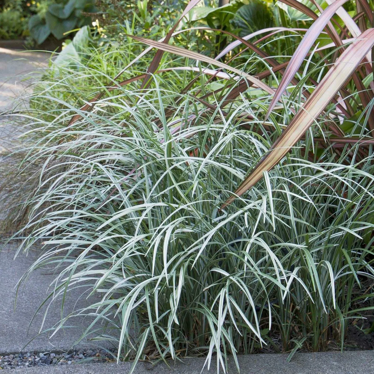 liriope_spicata_silver_dragon___gallon_0.webp Liriope Spicata 'silver Dragon' - 1 Gallon>Roger's Gardens Shop