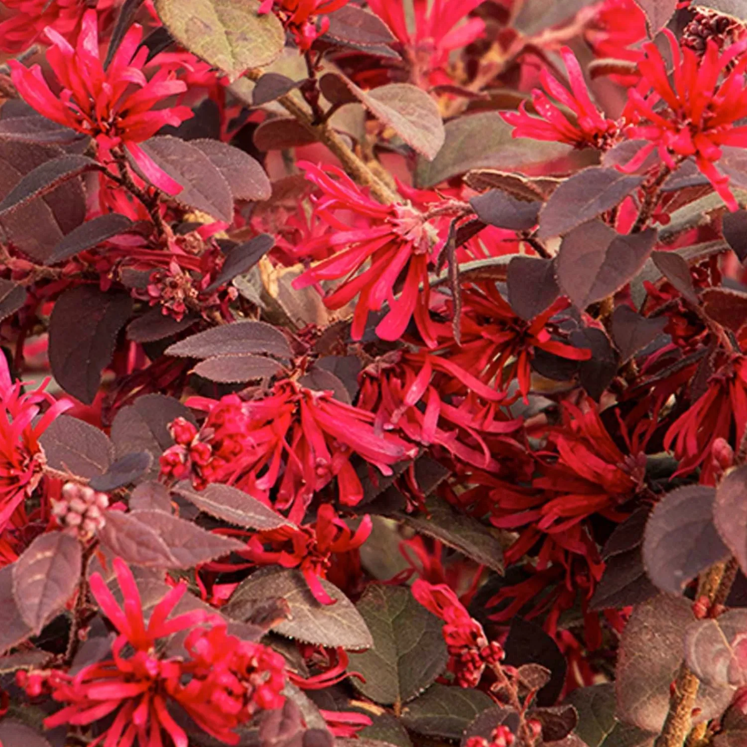 loropetalum_ever_red__ever_red_fringe_flower___gallon_0.webp Loropetalum 'Ever Red'® - Ever Red Fringe Flower - 5 Gallon>Roger's Gardens Store