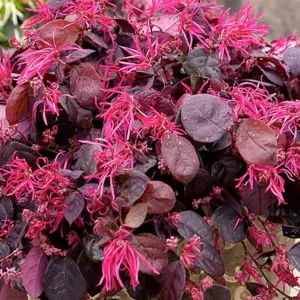 Loropetalum 'Jazz Hands'® Pp - Jazz Hands Bold Chinese Fringe Flower - 2 Gallon>Roger's Gardens Fashion