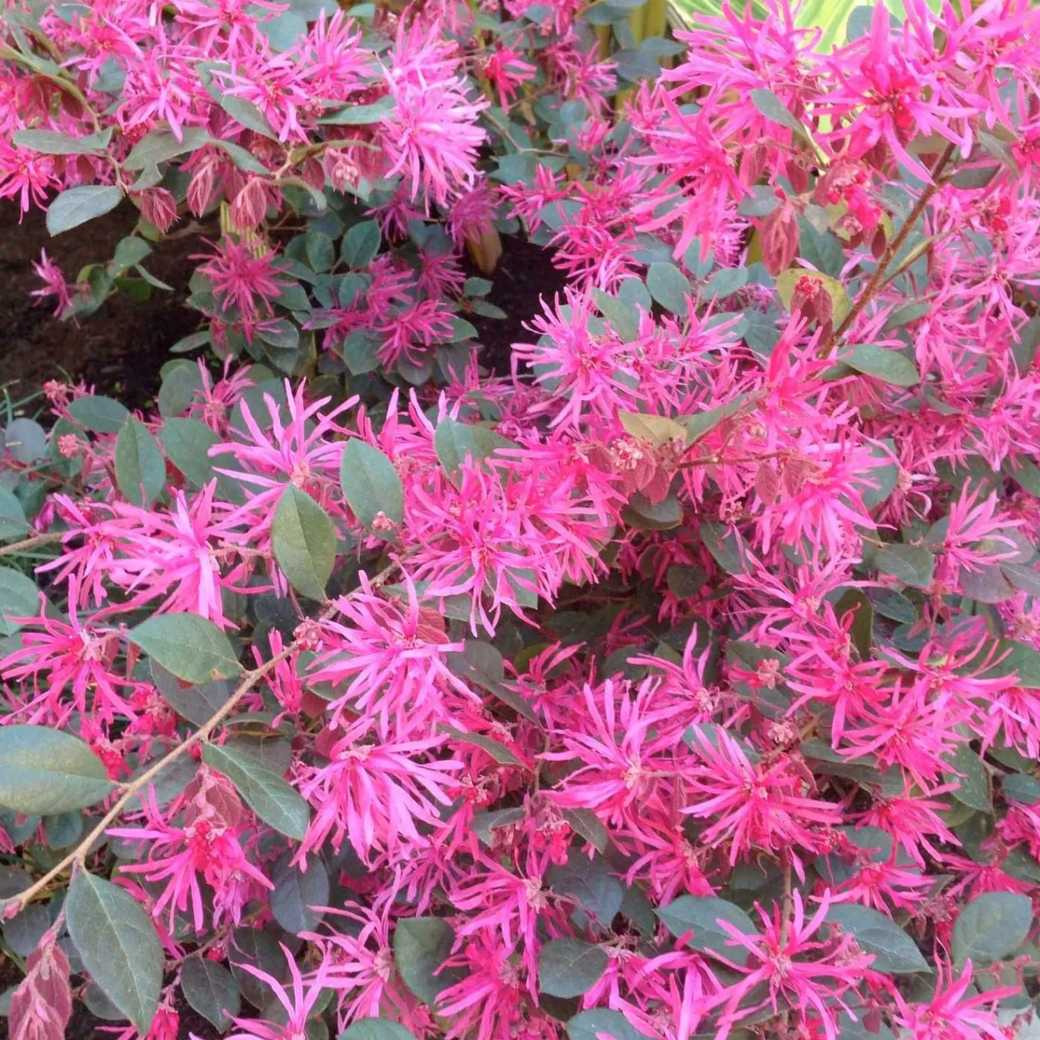 loropetalum_razzleberri__razzleberri_fringe_flower___gallon_0.webp Loropetalum 'Razzleberri'® - Razzleberri Fringe Flower - 5 Gallon>Roger's Gardens Discount