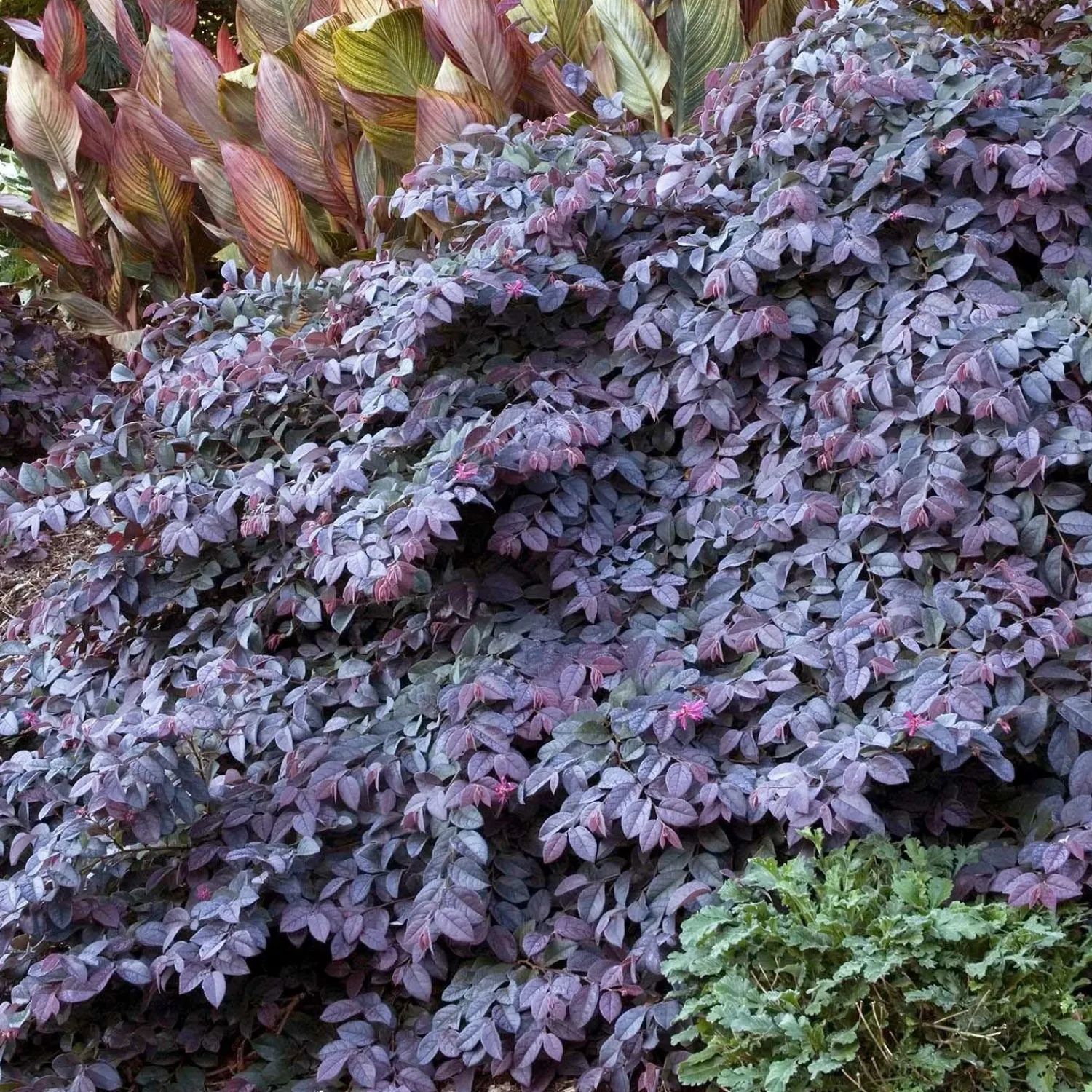 loropetalum_sizzling_pink__sizzling_pink_fringe_flower___gallon_0.webp Loropetalum 'sizzling Pink' - Sizzling Pink Fringe Flower - 2 Gallon>Roger's Gardens Best Sale