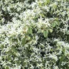 Loropetalum 'snow Panda' - Snow Panda Fringe Flower - 5 Gallon>Roger's Gardens Hot