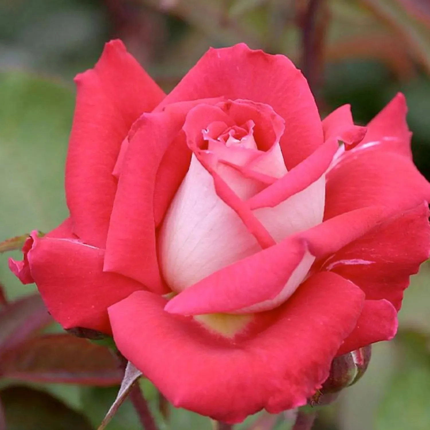 love___gallon_0.webp Love - 5 Gallon>Roger's Gardens Best