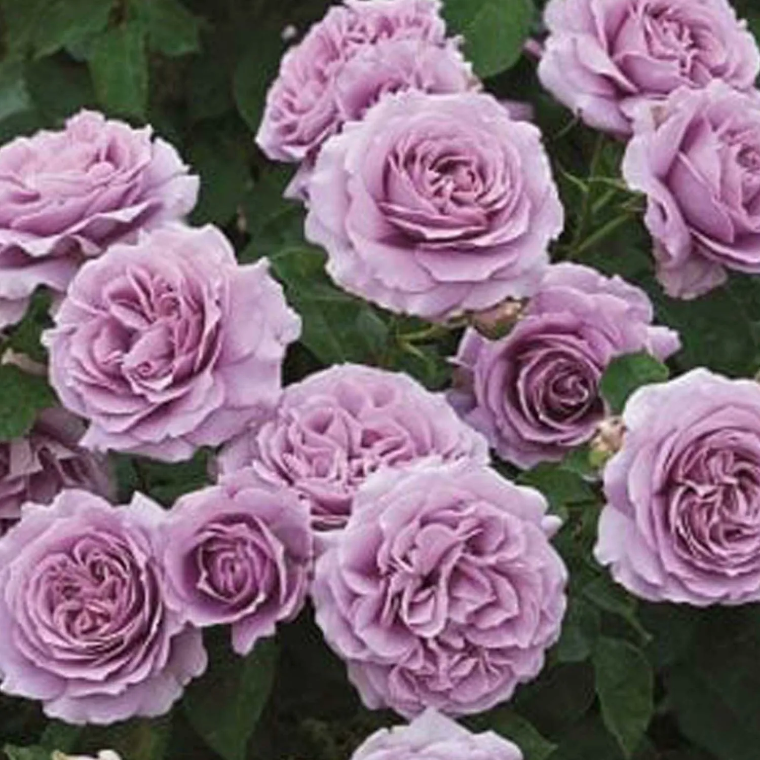 love_song___gallon_0.webp Love Song - 15 Gallon>Roger's Gardens Cheap