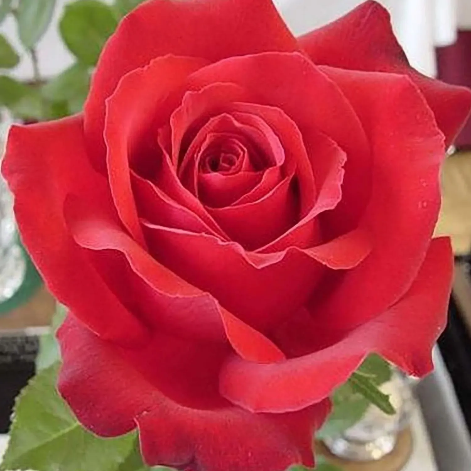 loves_promise___gallon_0.webp Love's Promise - 5 Gallon>Roger's Gardens Discount