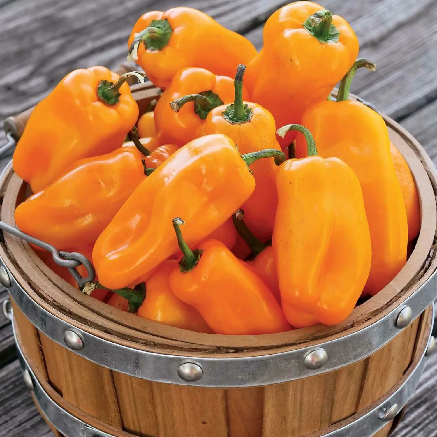 lunch_box_orange___pot_0.webp Lunch Box Orange - 4" Pot>Roger's Gardens Shop