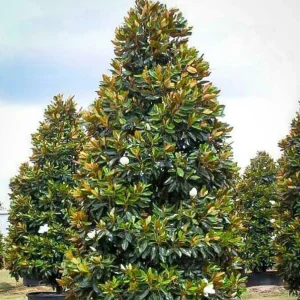 Magnolia Grand. 'Little Gem' - Little Gem Dwarf Southern Magnolia - 15 Gallon>Roger's Gardens Discount