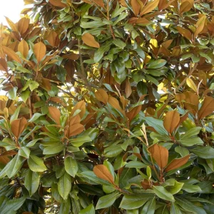 Magnolia Grandiflora 'Bracken' - Bracken's Brown Beauty Magnolia - 7 Gallon>Roger's Gardens Hot