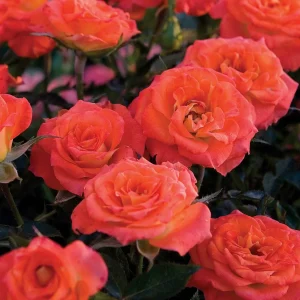 Mandarin Sunblaze - 5 Gallon>Roger's Gardens Outlet
