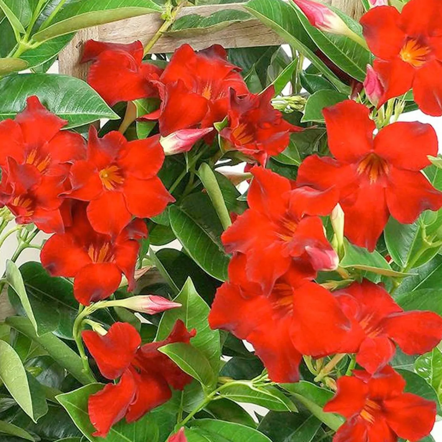 mandevilla_velvet_red__velvet_red_mandevilla___gallon_0.webp Mandevilla 'Velvet Red'™ - Velvet Red Mandevilla™ - 2 Gallon>Roger's Gardens Clearance