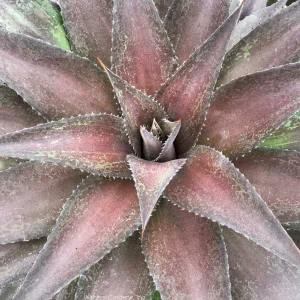 Mangave 'Red Wing' Pp - Red Wing Mangave - 2 Gallon>Roger's Gardens Best Sale