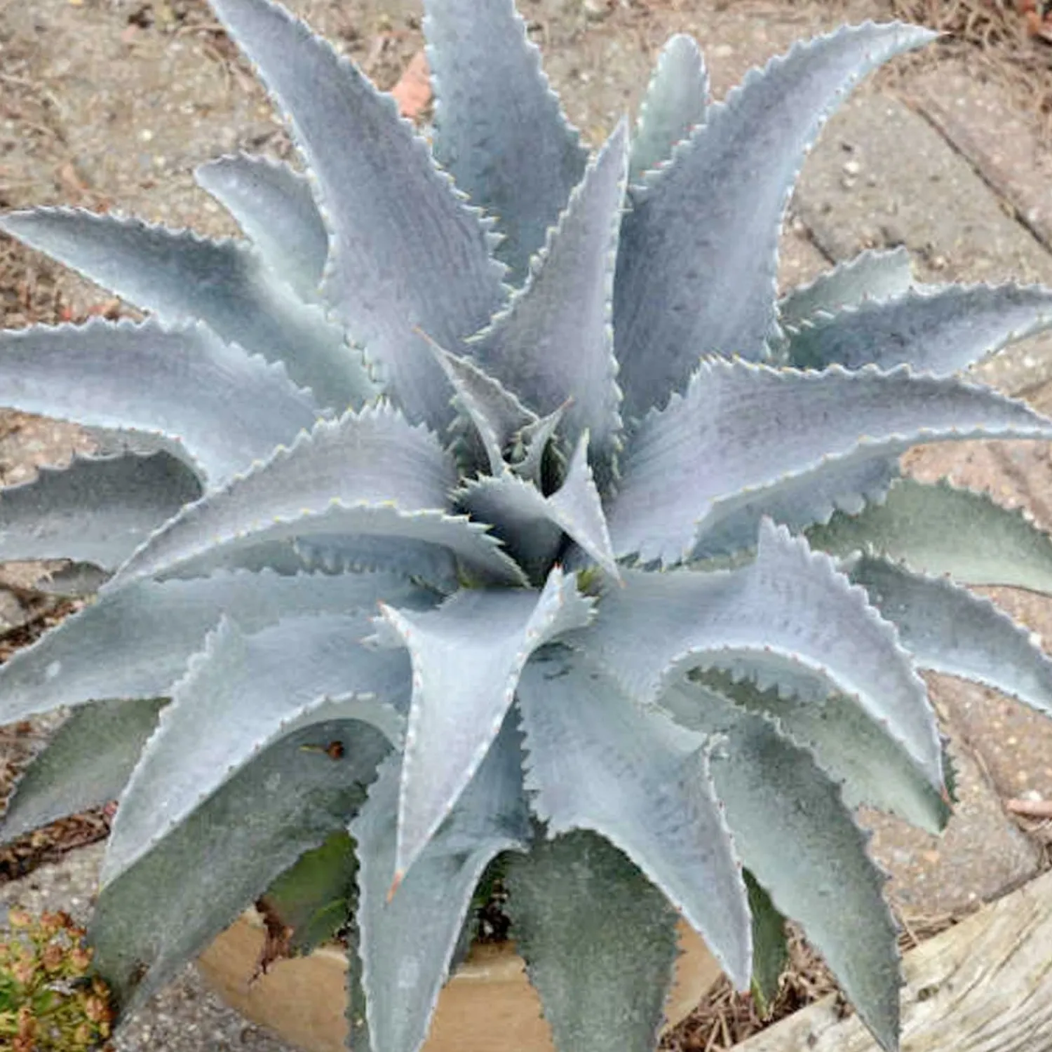 mangave_silver_fox_pp__mangave___gallon_0.webp Mangave 'silver Fox'® Pp - Mangave - 2 Gallon>Roger's Gardens Clearance