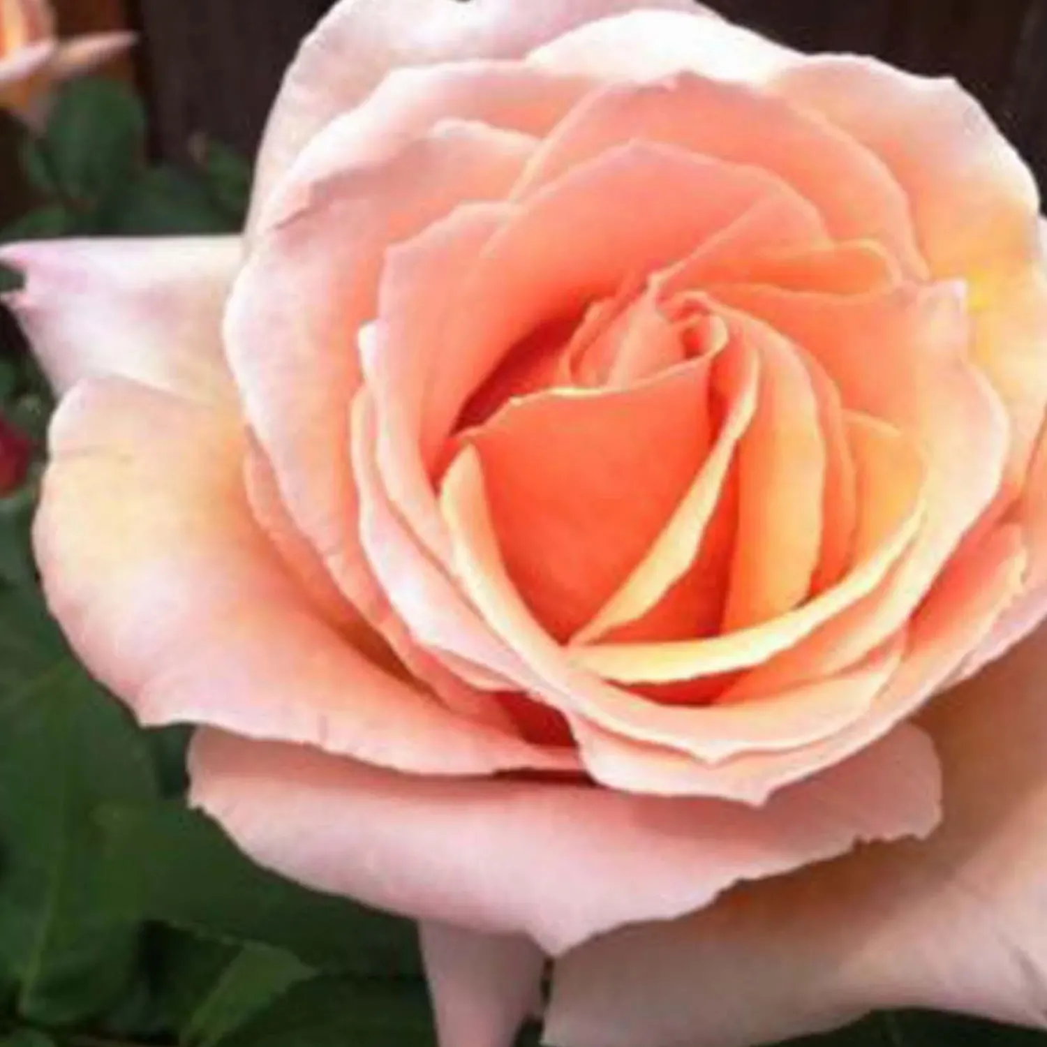 medallion___gallon_0.webp Medallion - 5 Gallon>Roger's Gardens New