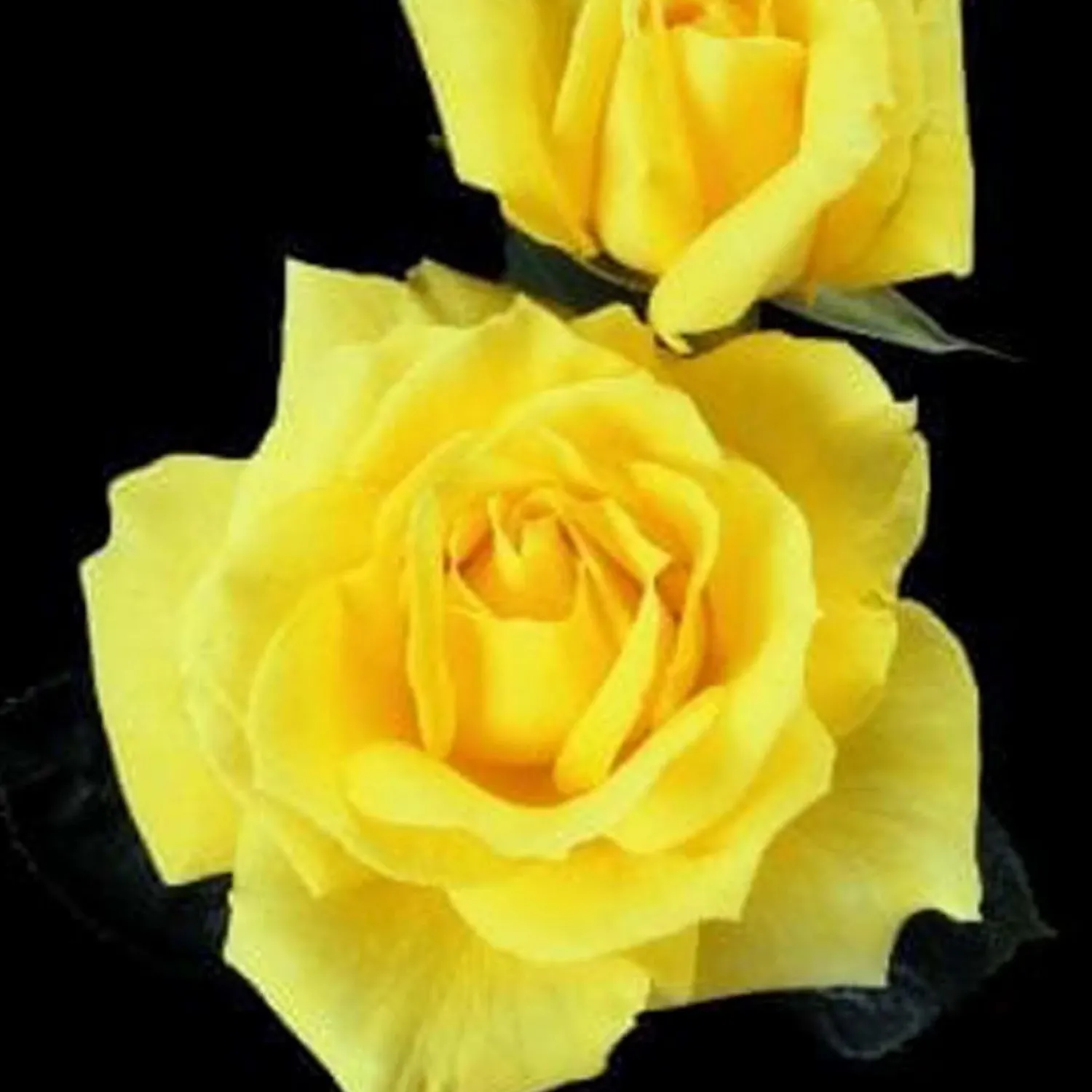 mellow_yellow___gallon_0.webp Mellow Yellow - 5 Gallon>Roger's Gardens Shop