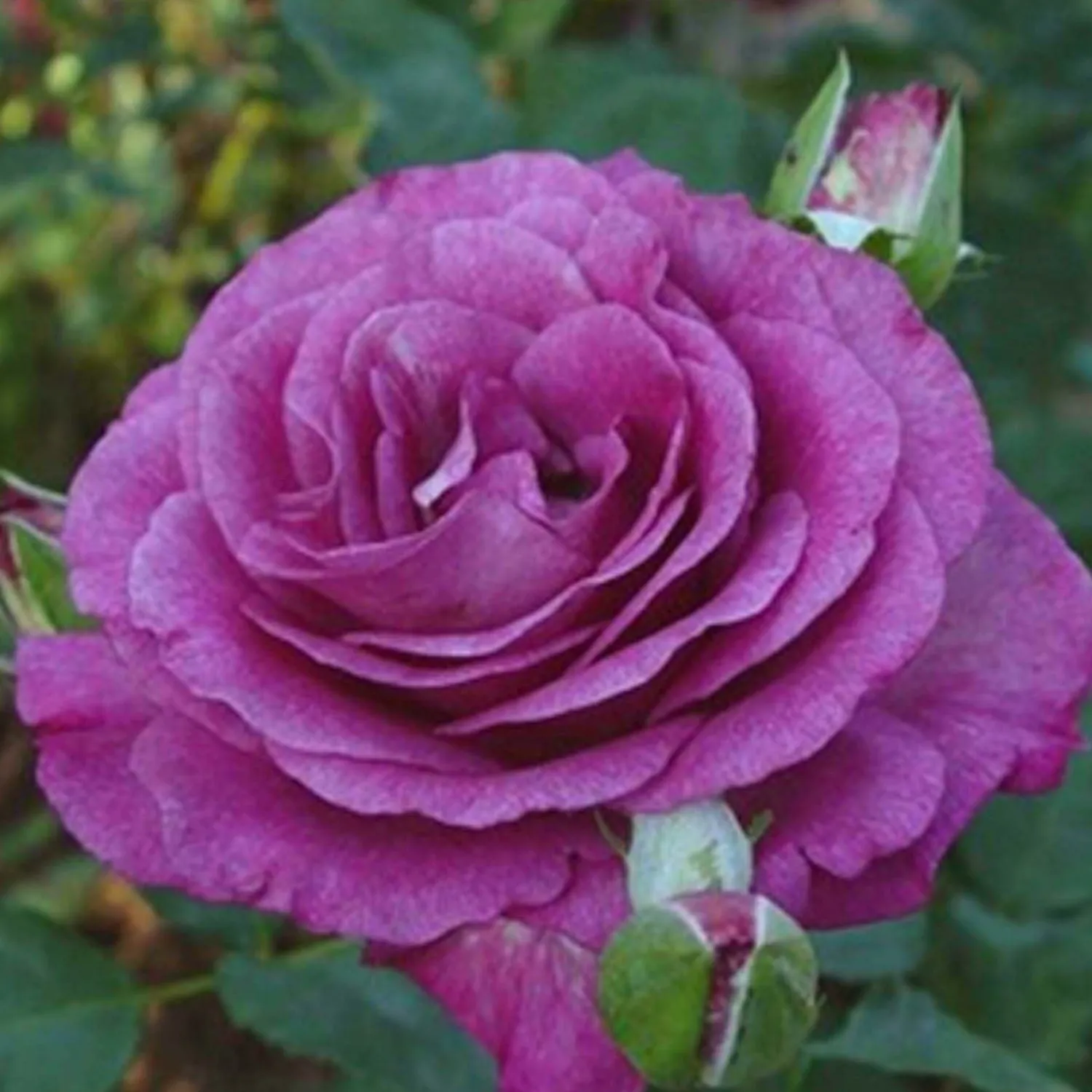 melody_parfume___gallon_0.webp Melody Parfume - 5 Gallon>Roger's Gardens Cheap