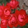 Milano Kolorscapes - 5 Gallon>Roger's Gardens Best Sale