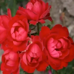 Milano Kolorscapes - 5 Gallon>Roger's Gardens Best Sale