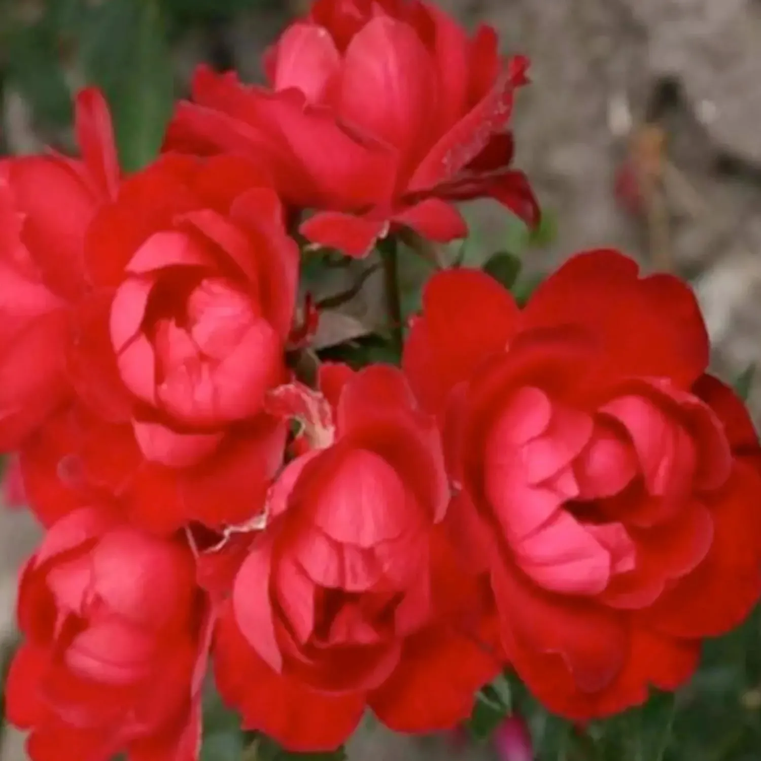 milano_kolorscapes___gallon_0.webp Milano Kolorscapes - 5 Gallon>Roger's Gardens Best Sale