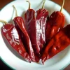 Mira Sol - 4" Pot>Roger's Gardens Shop