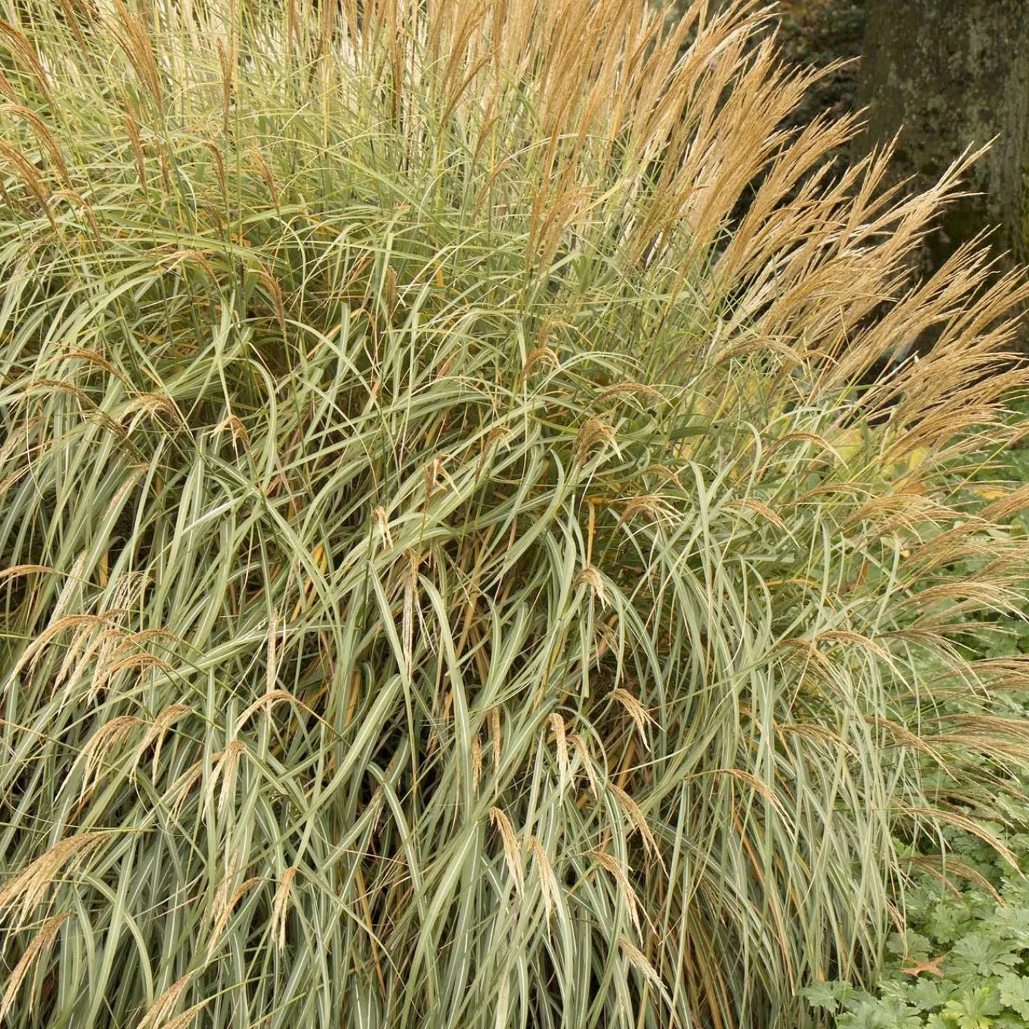 miscanthus_adagio__adagio_maiden_grass___gallon_0.webp Miscanthus 'Adagio' - Adagio Maiden Grass - 2 Gallon>Roger's Gardens Outlet