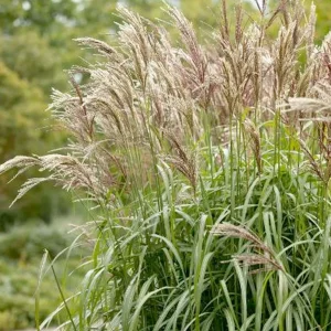 Miscanthus 'Maiden Grass'™ - Maiden Grass™ - 1 Gallon>Roger's Gardens Hot
