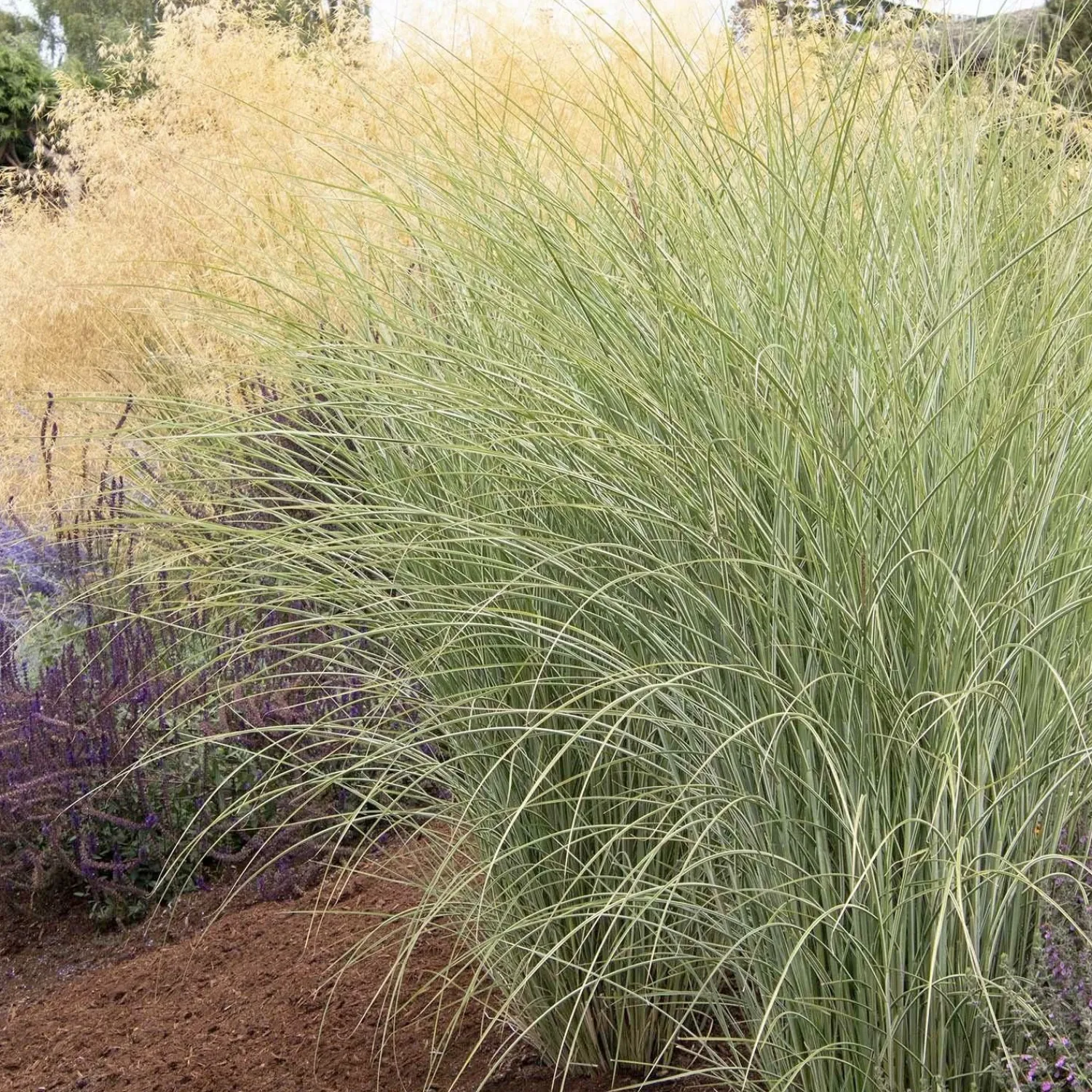 miscanthus_morning_light__morning_light_maiden_grass___gallon_0-1.webp Miscanthus 'Morning Light' - Morning Light Maiden Grass - 5 Gallon>Roger's Gardens Fashion