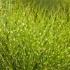 Miscanthus Sin. 'strictus' - Variegated Maiden Grass - 1 Gallon>Roger's Gardens Store