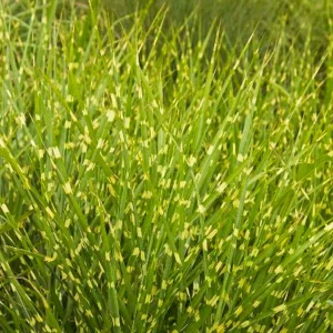 Miscanthus Sin. 'strictus' - Variegated Maiden Grass - 1 Gallon>Roger's Gardens Store
