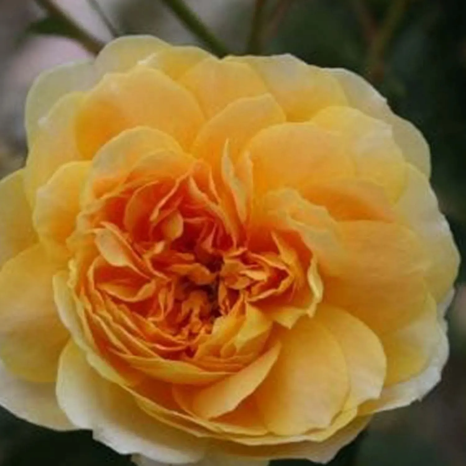 molineux___gallon_0.webp Molineux - 5 Gallon>Roger's Gardens Store