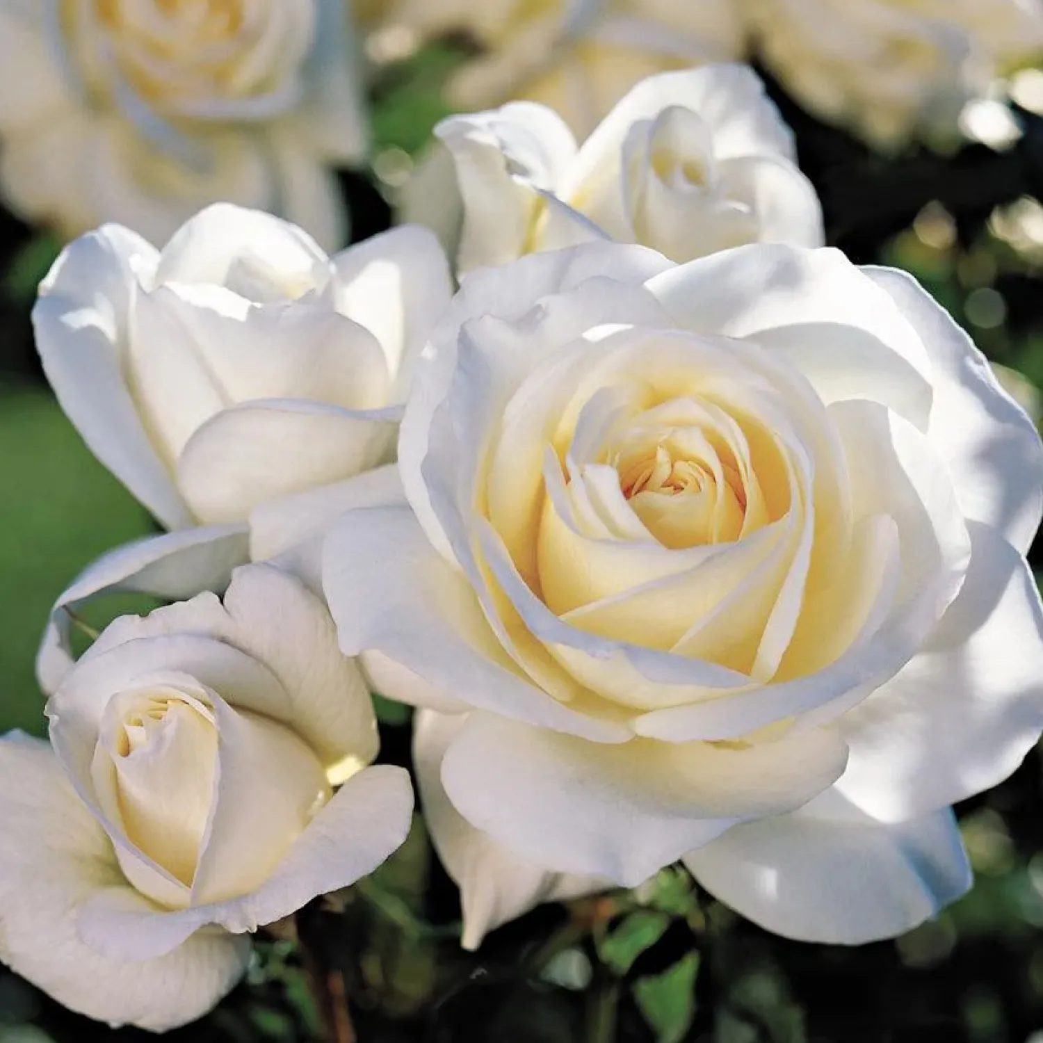 moondance___gallon_0.webp Moondance - 5 Gallon>Roger's Gardens Flash Sale