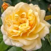 Moonlight Romantica - 5 Gallon>Roger's Gardens Hot