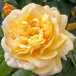Moonlight Romantica - 5 Gallon>Roger's Gardens Hot