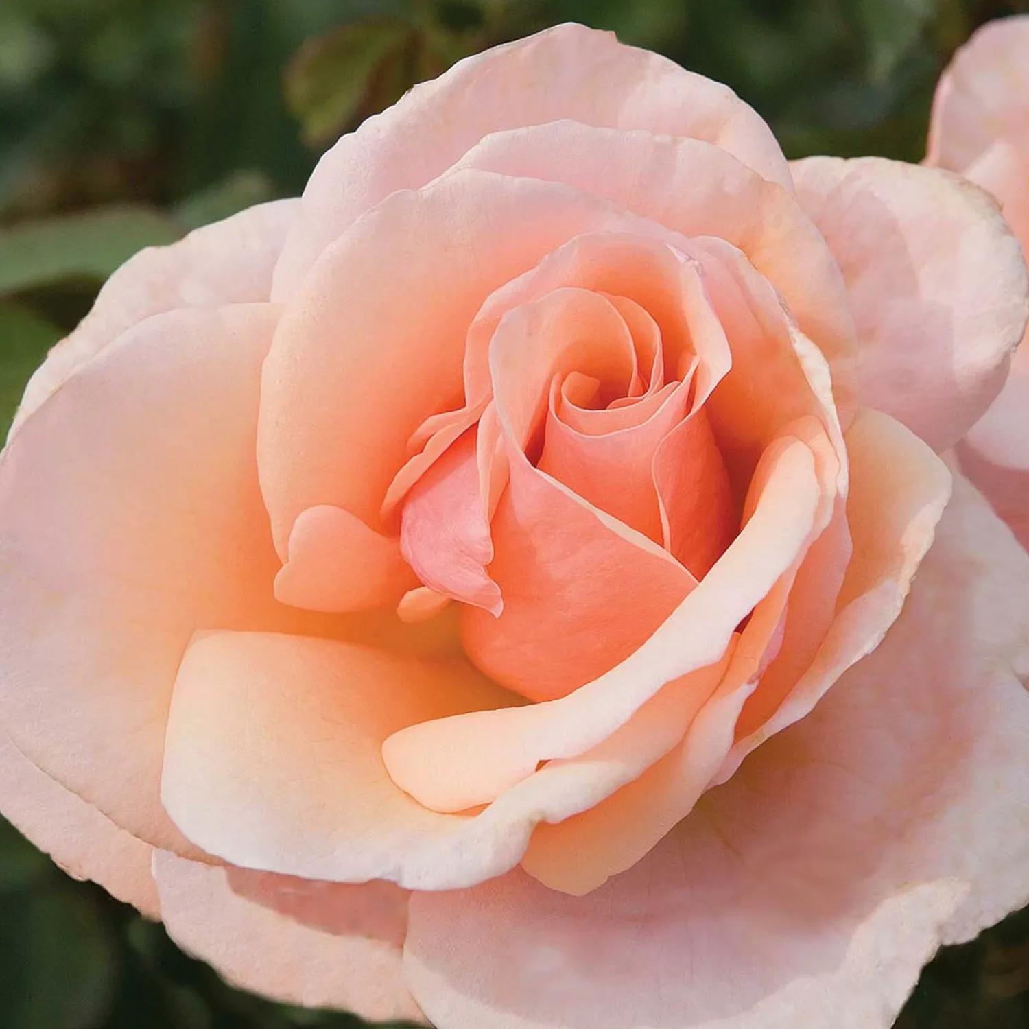 mother_of_pearl___gallon_0.webp Mother Of Pearl - 5 Gallon>Roger's Gardens Shop